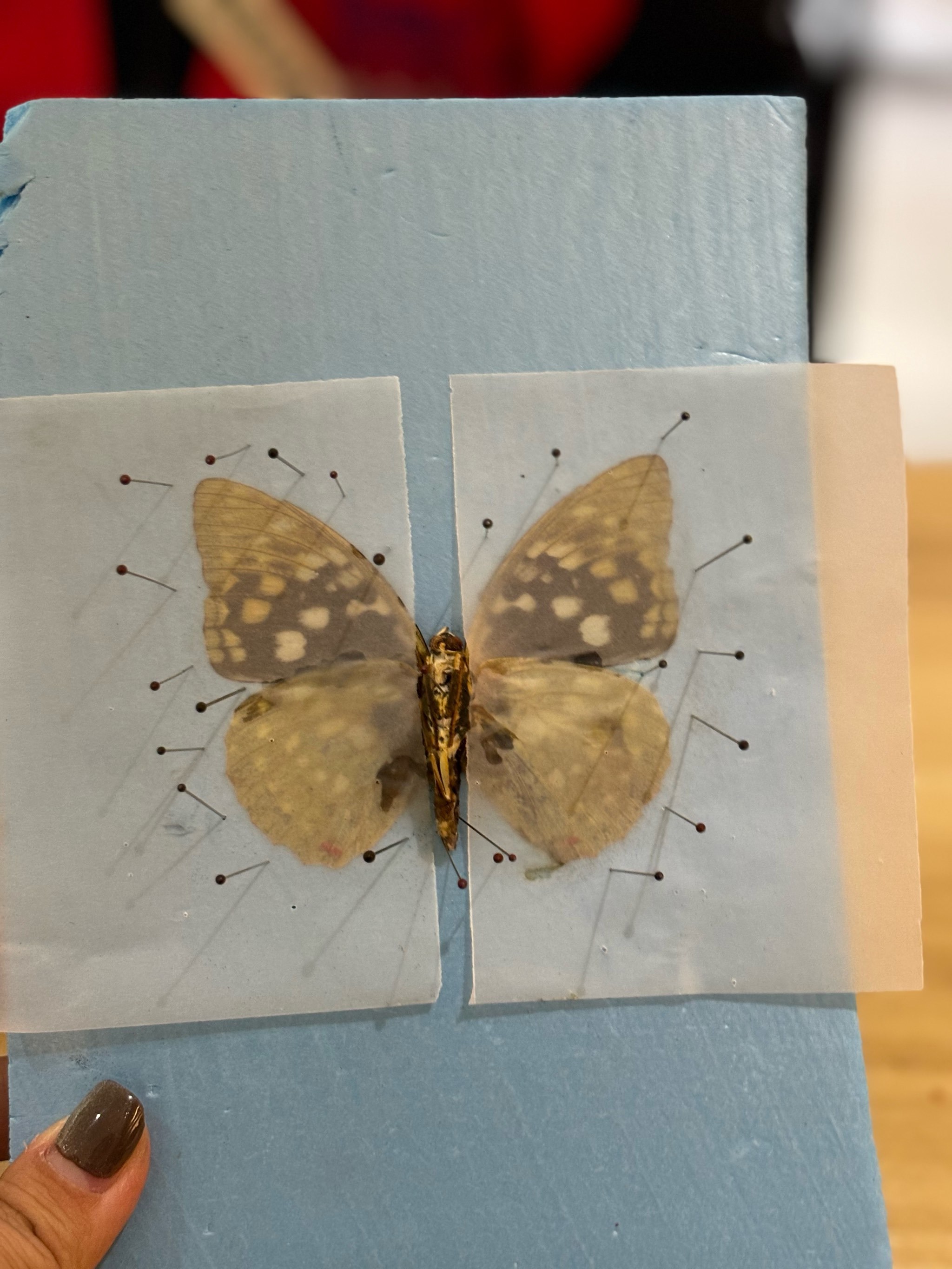 JDG绝杀DFM，Ming关键团战开团秒人峡谷大战四强赛，留下经典瞬间